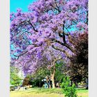 ..La Jacaranda...!...