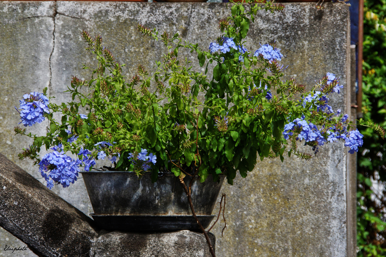 La jardinière