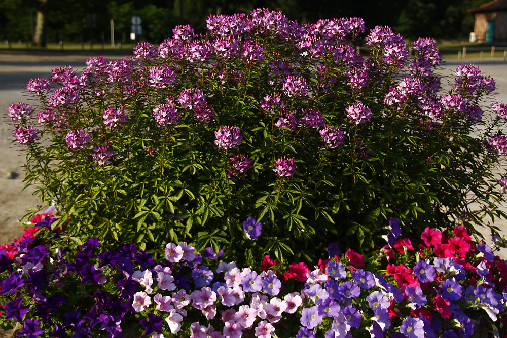 La Jardiniere Fleurie Photo Et Image Fleurs Divers Nature Images Fotocommunity