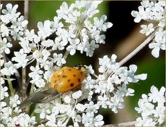 *la jeune coccinelle*