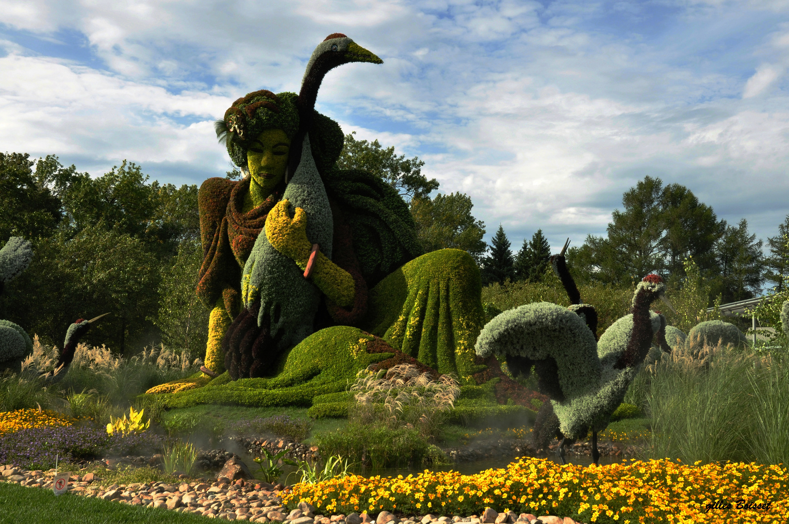 la jeune fille aux grues