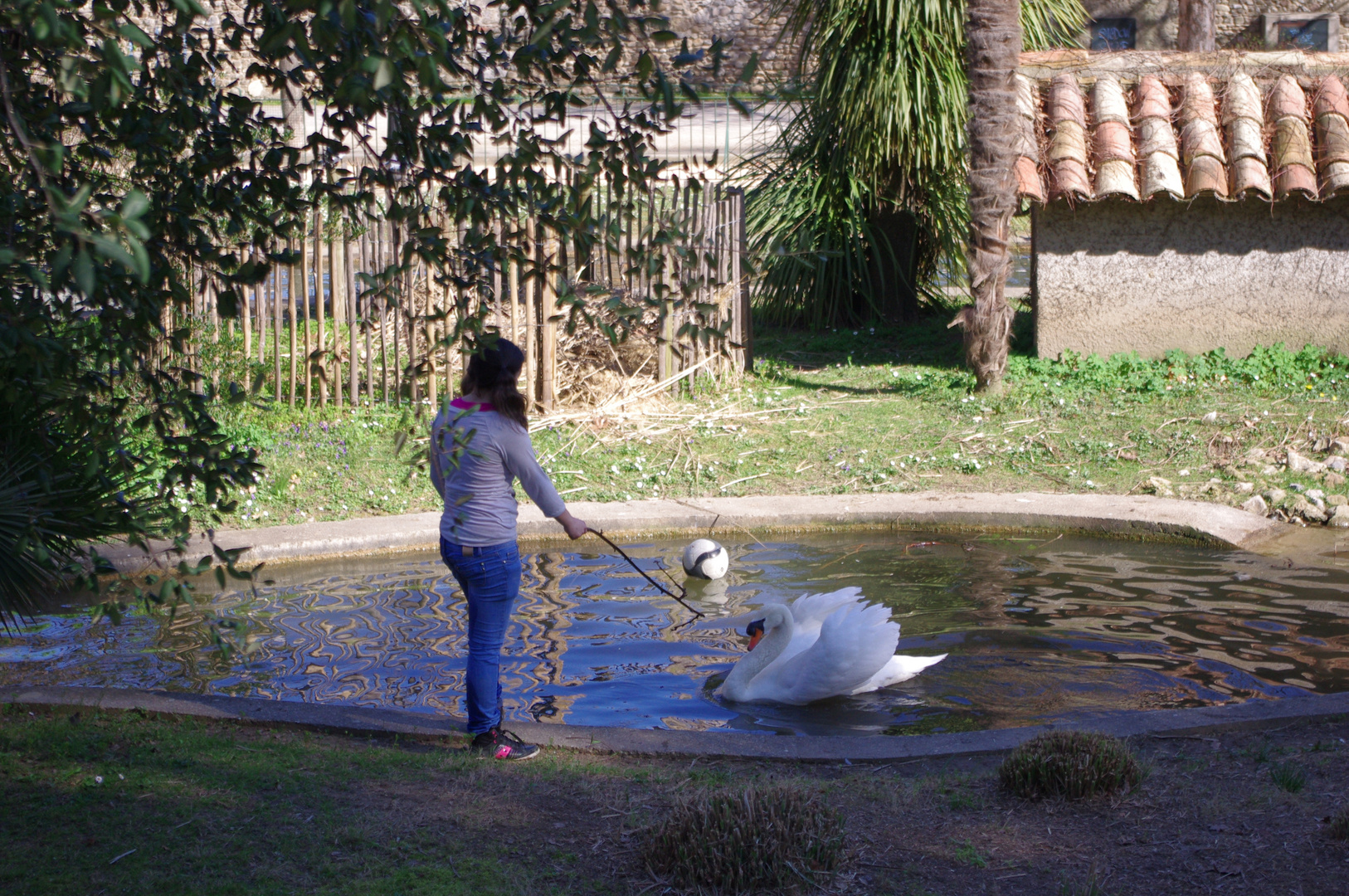 la jeune fille et le cygne