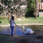 la jeune fille et le cygne