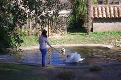 la jeune fille et le cygne