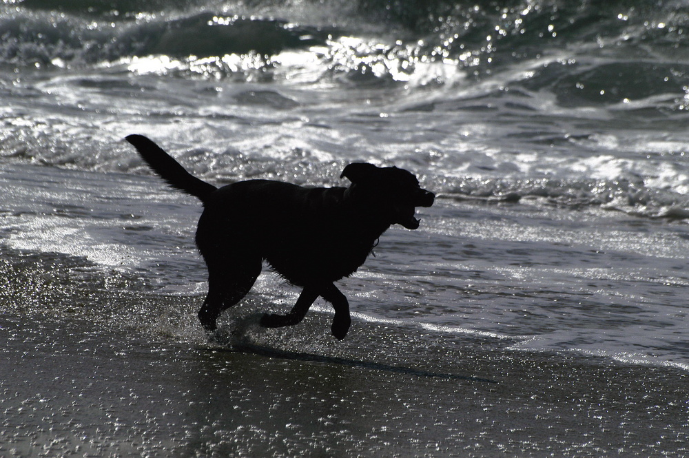 la joie de vivre et être libre sur le bord de la plage !