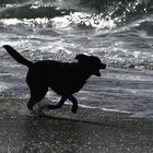 la joie de vivre et être libre sur le bord de la plage !