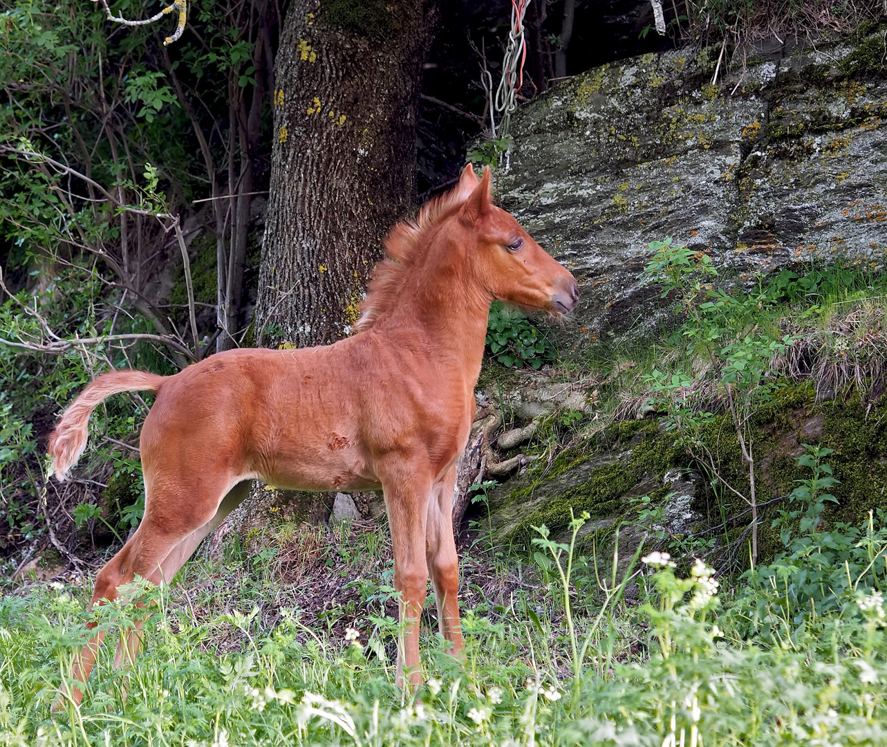 La joie de vivre! - Hengstfohlen der Fellponys aus Nordengland.