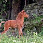 La joie de vivre! - Hengstfohlen der Fellponys aus Nordengland.