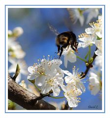 La joie  du " Frühling "......