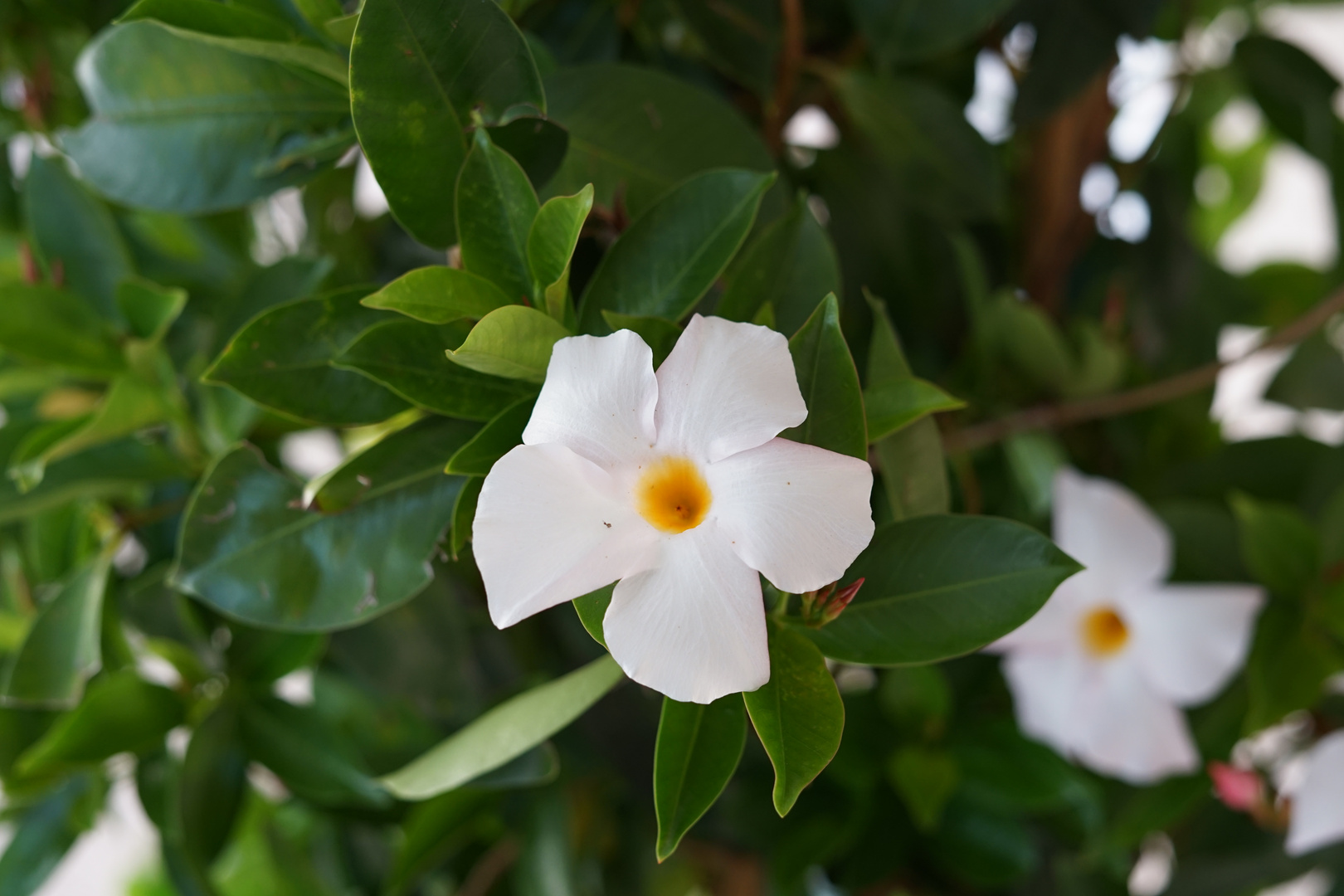 La jolie fleur