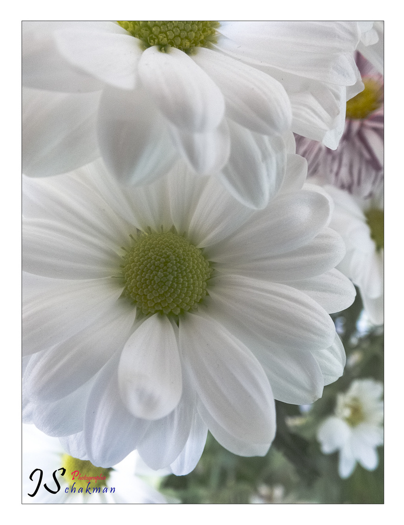 La jolie fleur blanche