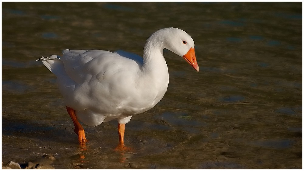 La jolie oie blanche.