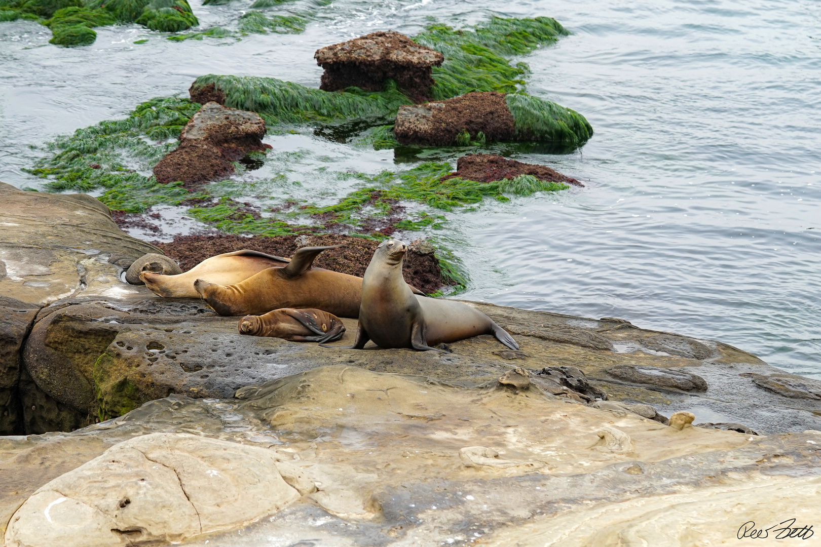 la Jolla