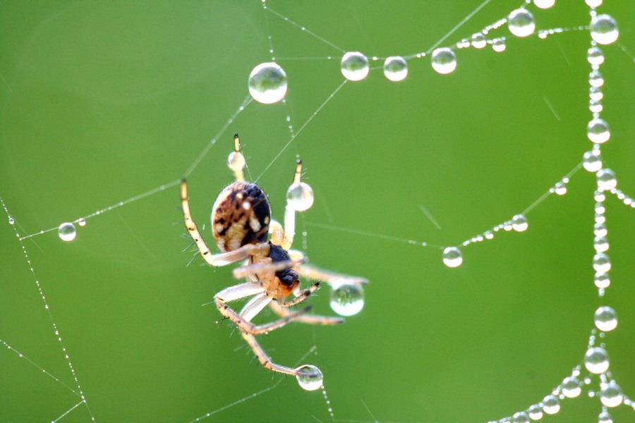 la jongleuse