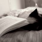 La journée d'un chat