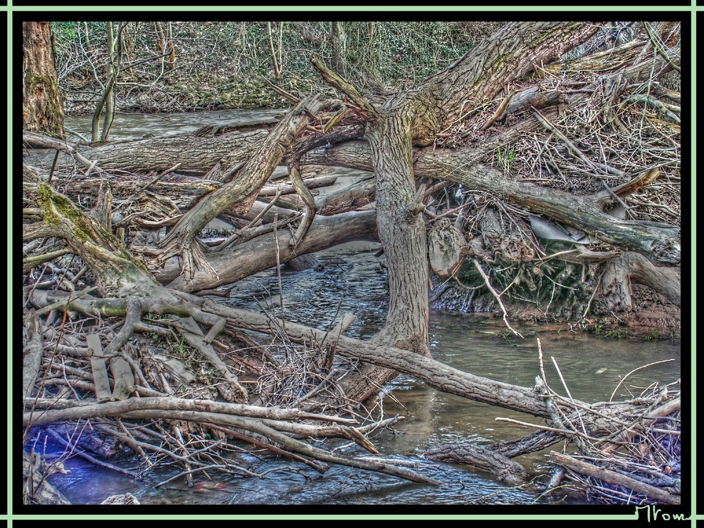 La Jungle ( bord de la Sarre) [HDR]+[TM]