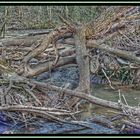 La Jungle ( bord de la Sarre) [HDR]+[TM]