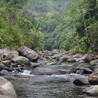 la jungle du Costa-Rica