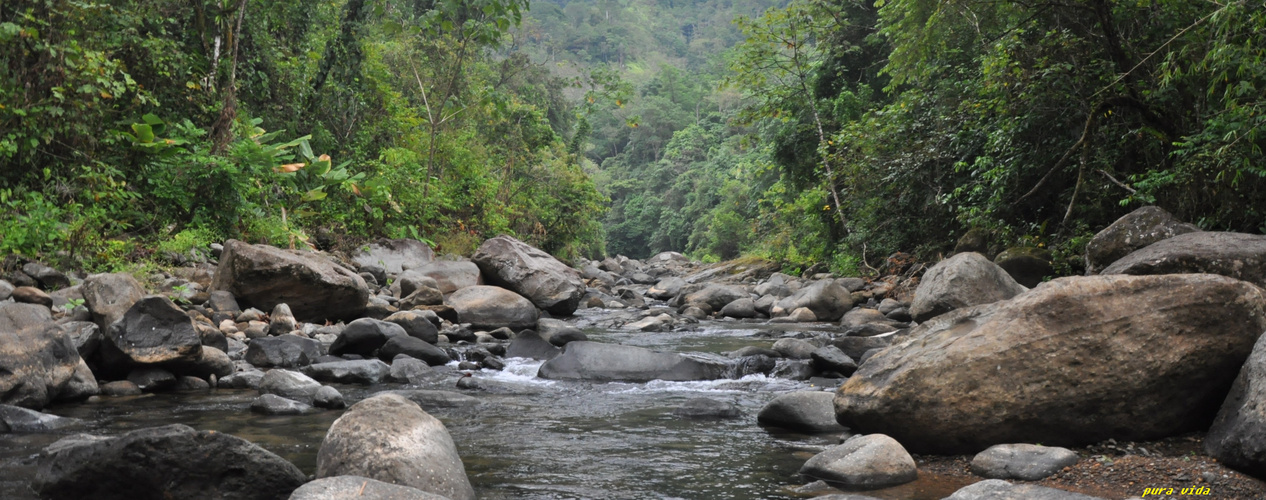 la jungle du Costa-Rica