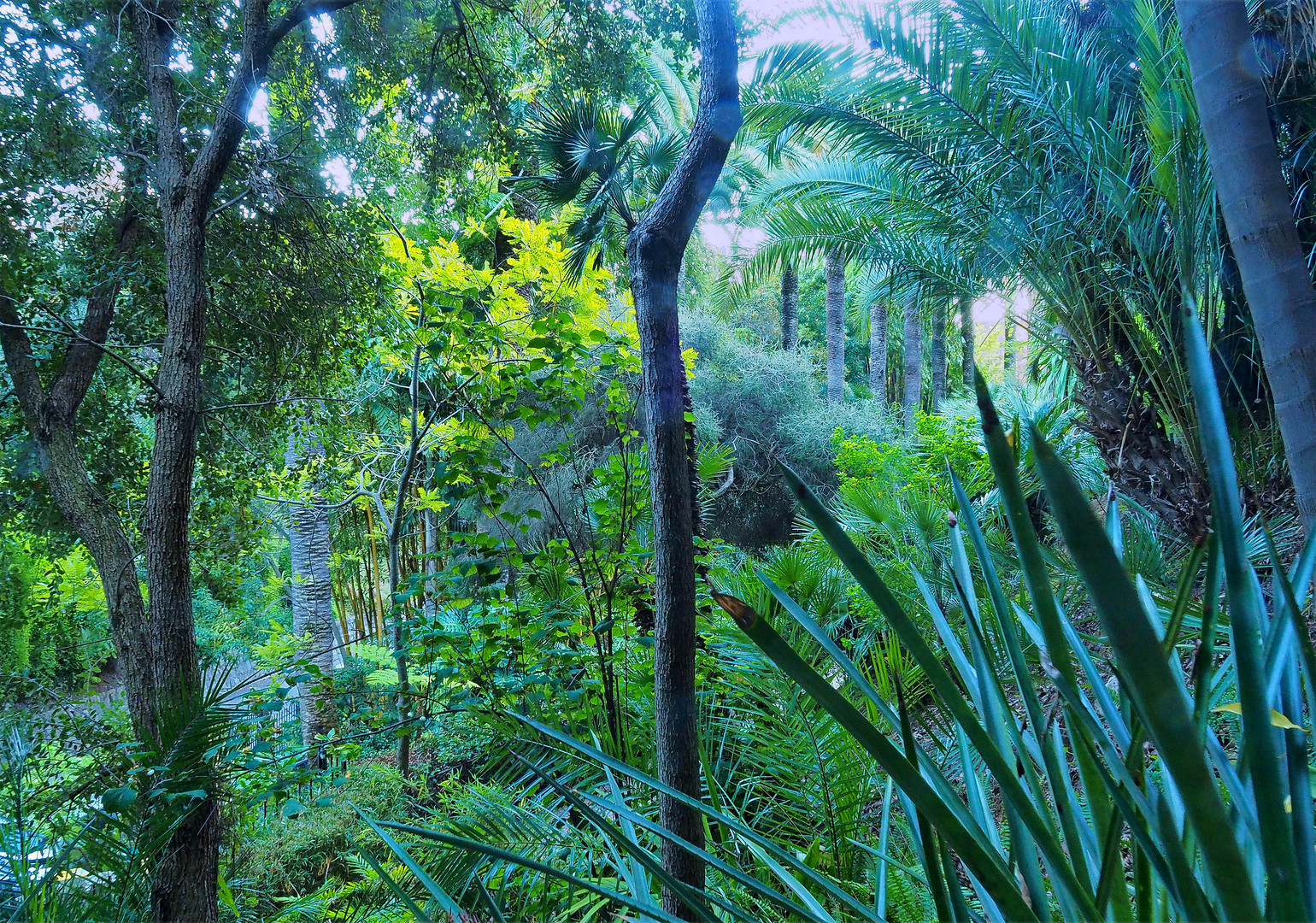 La « jungle » du Jardin botanique Val Rahmeh  -  Menton