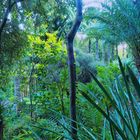 La « jungle » du Jardin botanique Val Rahmeh  -  Menton