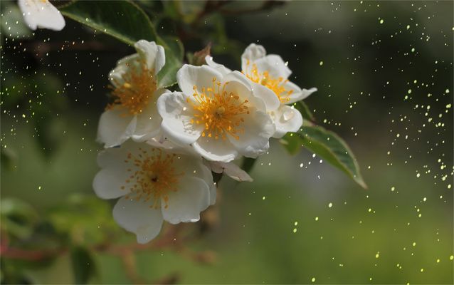 ...la lágrima de una flor...