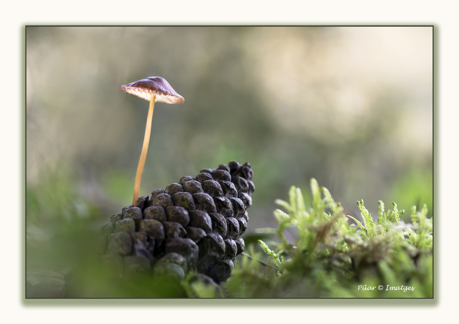 La lamparita del bosque