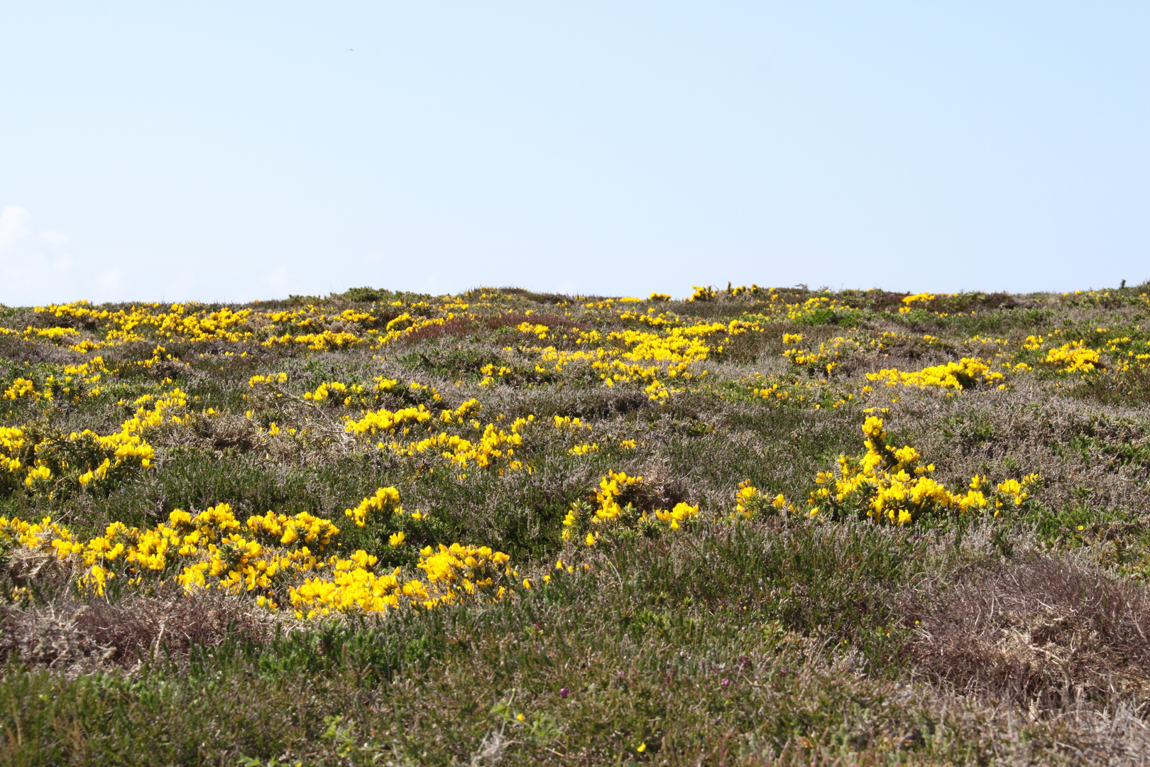 La lande bretonne .