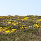 La lande bretonne .