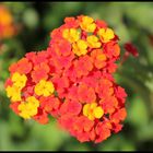 La Lantana Camara