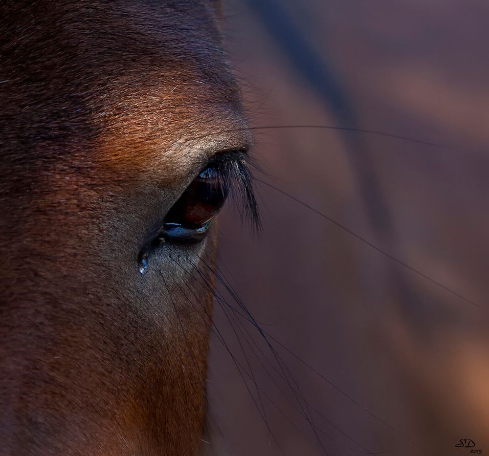 La larme à l' oeil.