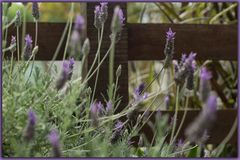 La lavanda