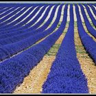 la lavanda