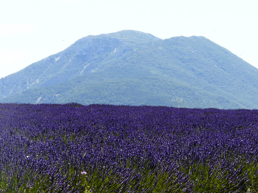 La Lavande en Provence