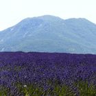 La Lavande en Provence