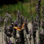 LA LAVANDE ET LE PAPILLON