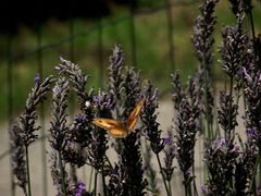 LA LAVANDE ET LE PAPILLON