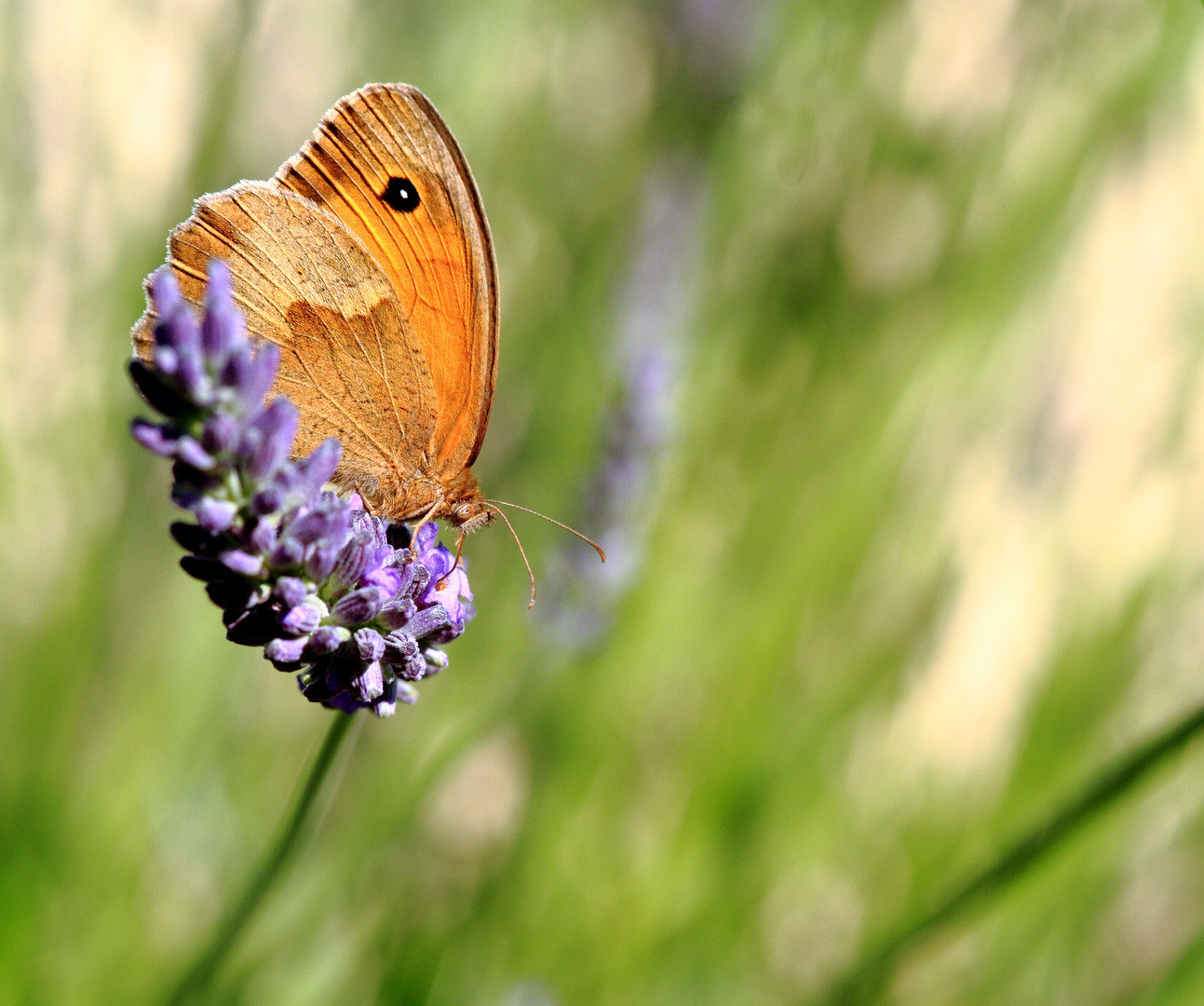 La lavande et le papillon