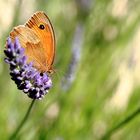 La lavande et le papillon