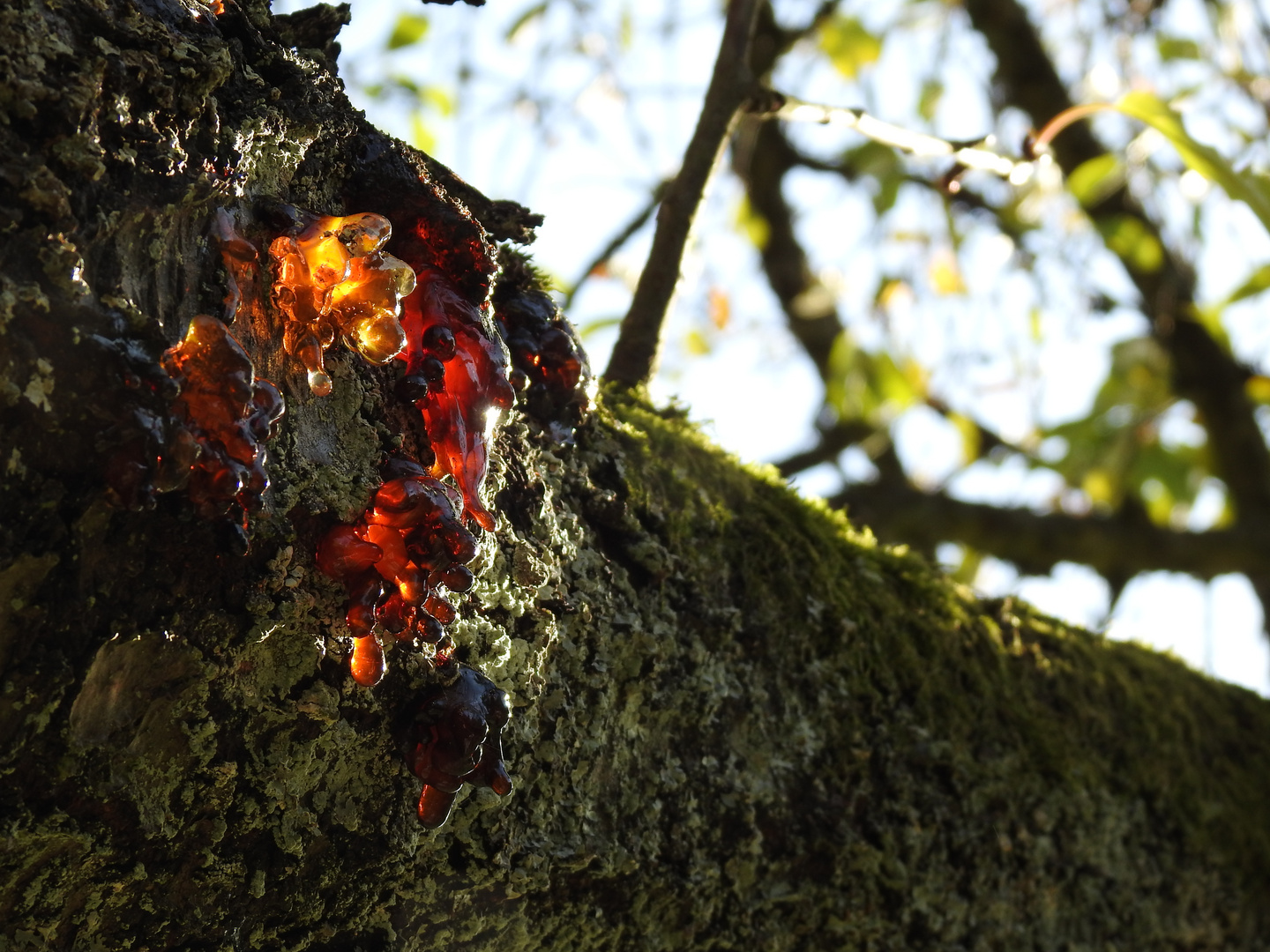 La lave dans les arbres. 