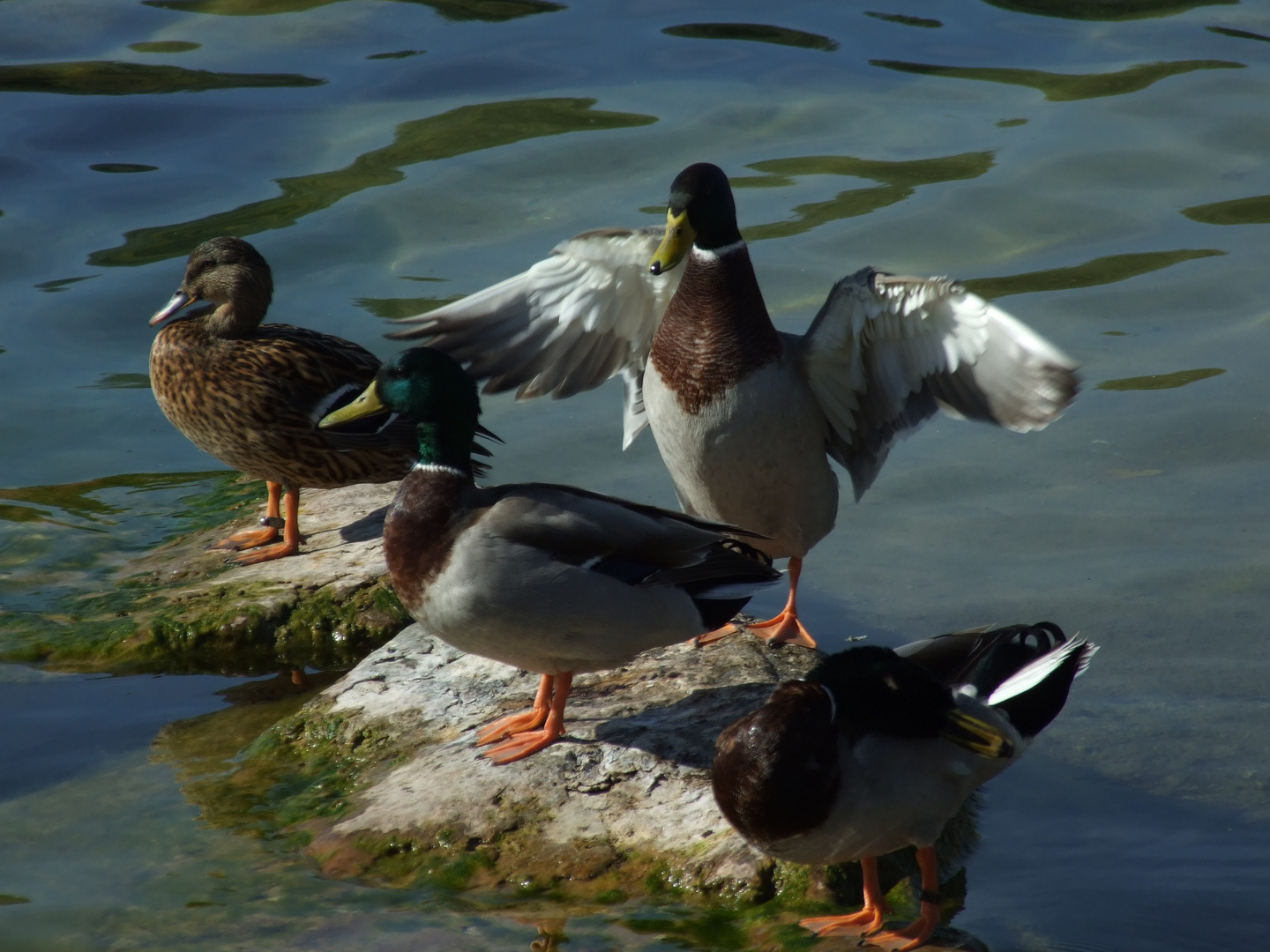 La légéreté d'un canard