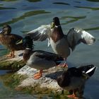 La légéreté d'un canard