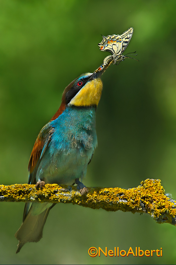 la legge della natura