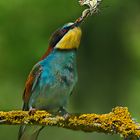 la legge della natura