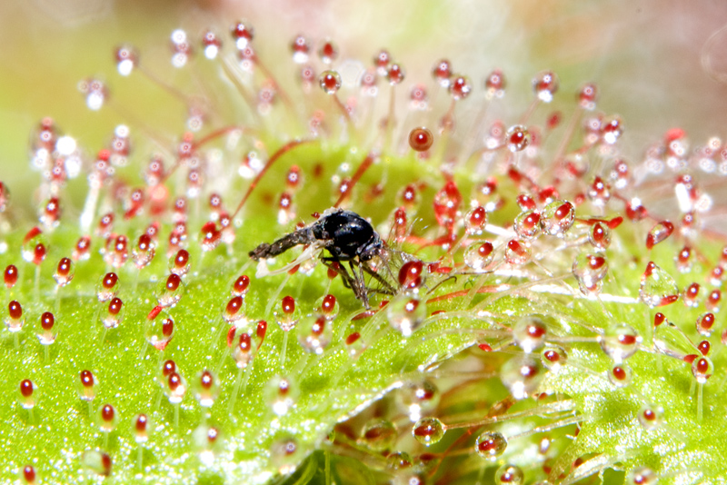 la legge della natura