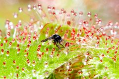 la legge della natura