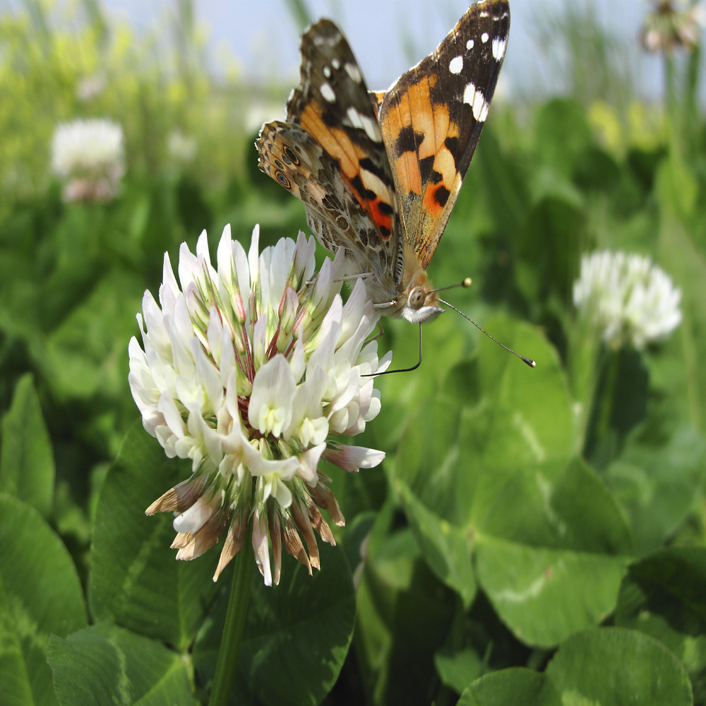 La lengua de la mariposa