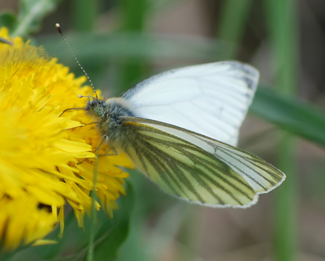 "La lengua de las mariposas"