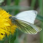 "La lengua de las mariposas"