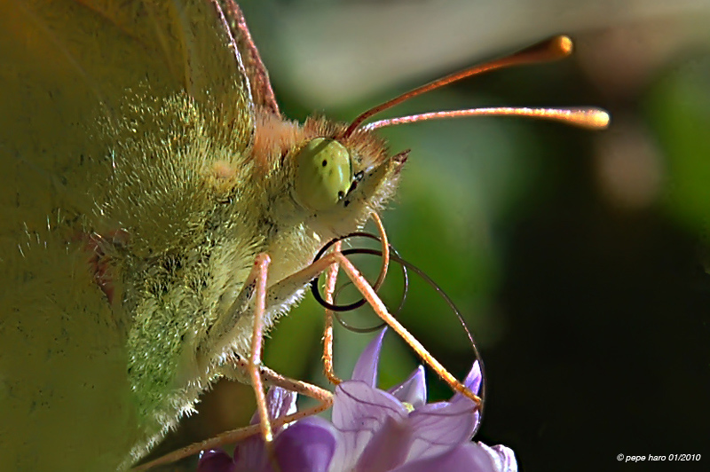 la lengua de las mariposas